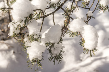 Verschneite Tannenzweige im Winterwald