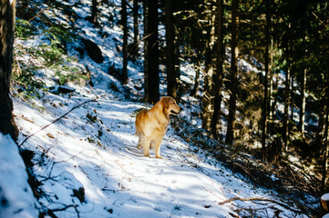 Golden retriever in the fir and larch forest in winter, snowy trail sprinkled with snow,
