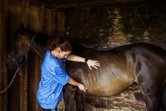 Vet examining horse in stable 