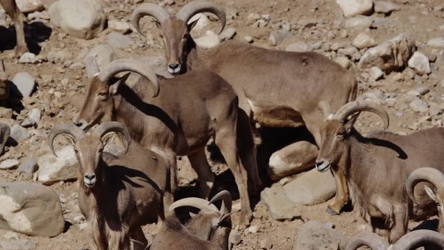 Aoudad barbary sheep close up herd on rocky hillside