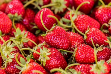 Strawberries on a strawberry plant on a strawberry plantation.