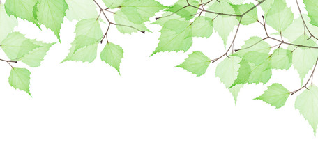 group of tree branches with green leaves on white
