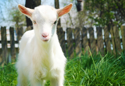 One small white young goat