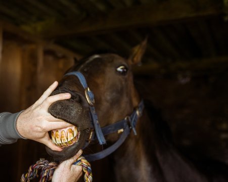 Veterinarian examining horse teeth