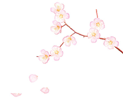 branch with nine pink flowers and three falling petals