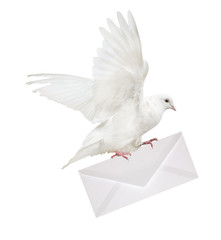 isolated dove carrying large envelope