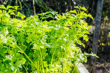 Green celery in growth at vegetable garden