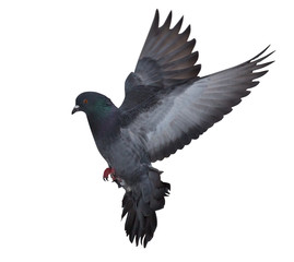 dark dove flying on white