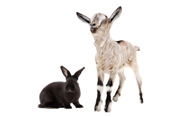 Little goat and black rabbit together, isolated on white background