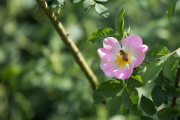 Dog Rose Close-up: Pink Flower with Bee on it