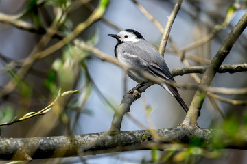 Piep Lenz Sing Vogel Bach Stelze Frueh Jahr 2018