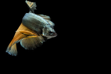 Betta fish, siamese fighting fish, betta splendens (Halfmoon fancy betta ),isolated on black background.