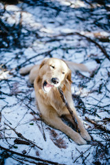 Golden retriever in the fir and larch forest in winter, snowy trail sprinkled with snow,