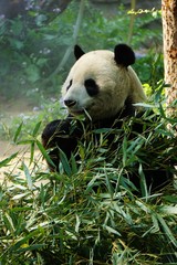 China Panda bamboo 