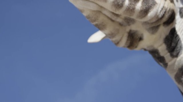 Giraffe close up eye against blue sky