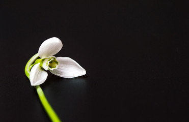 Snowdrop flower on dark background