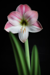Amaryllis