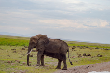 Obraz premium Huge elephant isolated on the trail in the savannah of Amboseli Park in Kenya