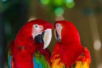 Parrots in Bali Island Indonesia