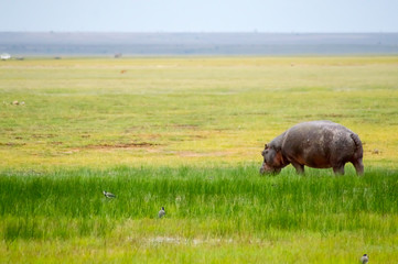 Isolated hippopotamus grazing in the savannah swamps of Amboseli Park in Kenya