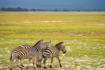 Fototapeta na wymiar Several zebras grazing in the savannah of Amboseli Park in Kenya