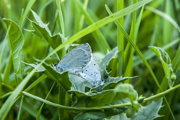 Two butterfly make love on grass