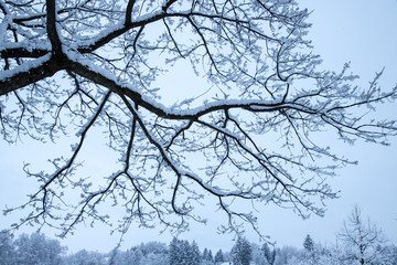 Mit Schnee bedeckte Äste im Winter