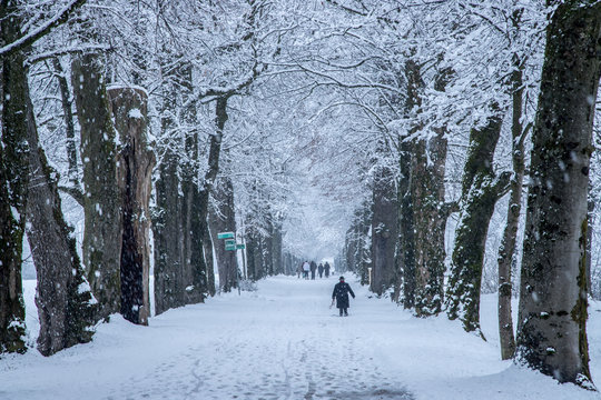 Verschneite Allee mit Fu&szlig;g&auml;nger im Winter