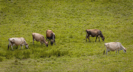 Naklejka na ściany i meble Cows spend the day lazily grazing in the meadow.