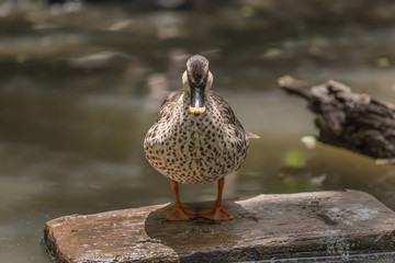 Mallard duck