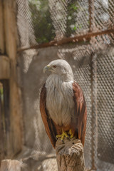 Red backed sea eagle