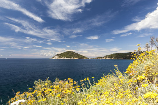 Yellow wild flowers, Gulf of Procchio, Marciana, Elba Island, Livorno Province, Tuscany
