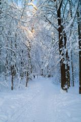 Beautiful winter forrest covered with fresh snow