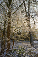 Early morning sunshine illuminating snow covered tree branches in the wintery countryside
