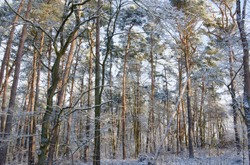 Fototapeta premium sun shines through snow covered forest trees in winter