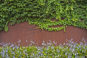 Ivy covered wall, green fresh background. Landscape design