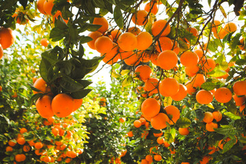 Orange tree