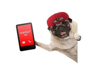 frolic pug puppy dog with red cap, holding up tablet phone with text contact us, hanging sideways...