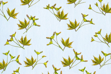 Vegetative background with maple fruits