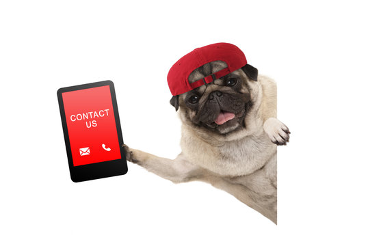 frolic pug puppy dog with red cap, holding up tablet phone with text contact us, hanging sideways from white banne, isolated