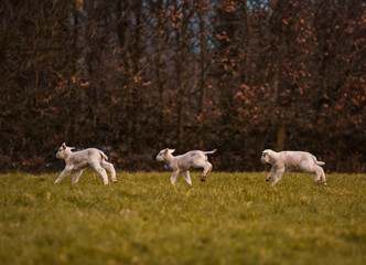 Fototapeta premium Lambs at play