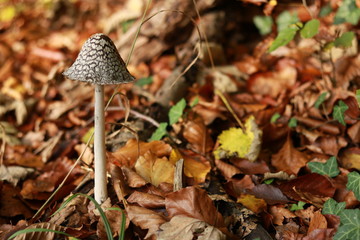Kleiner Pilz im Wald