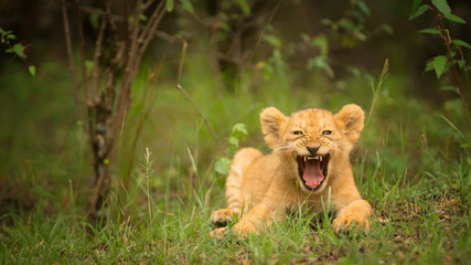 Lion cub roaring, Masai Mara, Kenya