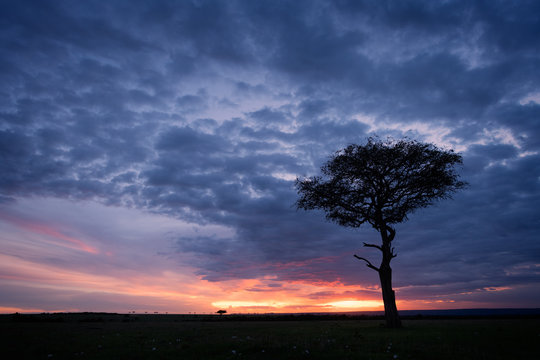 Acacia tree at sunset, Masai Mara, Kenya
