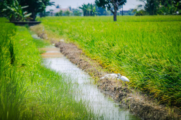 Crane Migratory bird in paddy field
