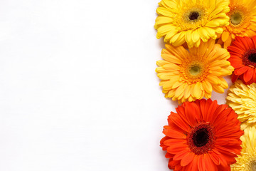 bright multi-colored gerberas on a white background