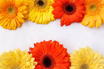 bright multi-colored gerberas on a white background