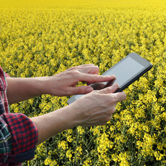 Farmer or agronomist inspecting blossoming rapeseed field using tablet