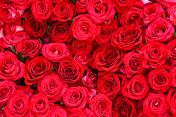 Pink red rose flower background