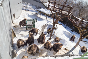 Fototapeta premium Hokkaido brown bear during winter Japan